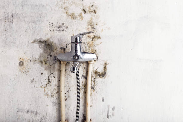 Best Mold Testing  in Pine Valley, CA