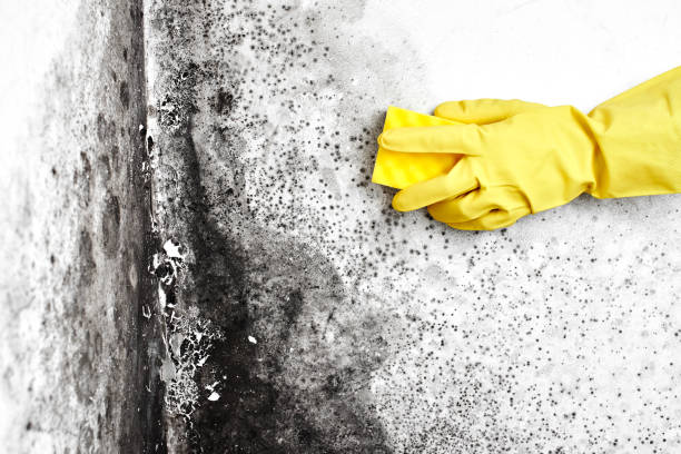 Best Toxic Mold Removal  in Pine Valley, CA