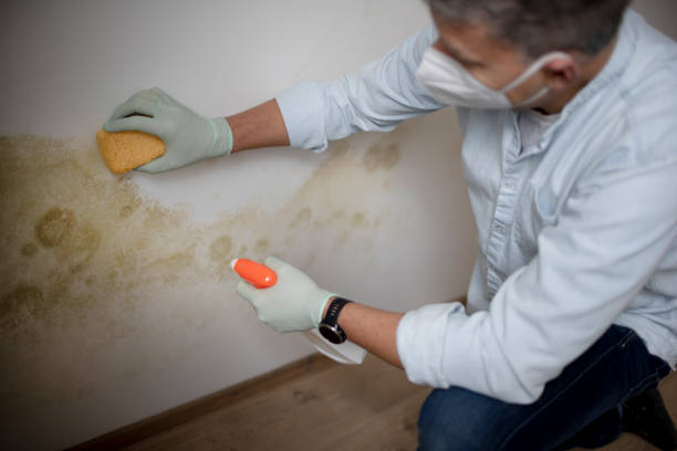 Crawl Space Mold Removal in Pine Valley, CA