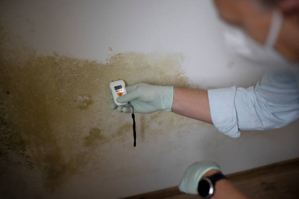 Best Mold Removal and Inspection  in Pine Valley, CA