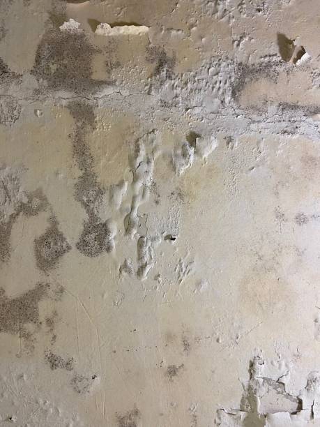 Best Residential Mold Removal  in Pine Valley, CA