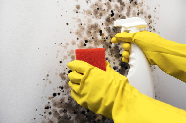 Best Same-Day Mold Removal  in Pine Valley, CA
