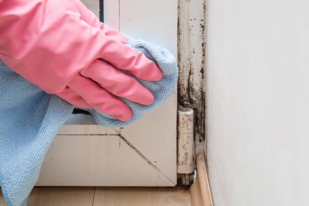 Best Local Mold Removal Service  in Pine Valley, CA